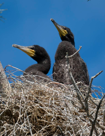 Cormorant Reserve