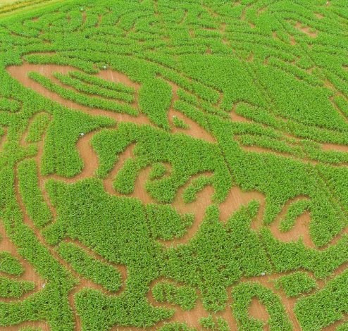 Corn Maze