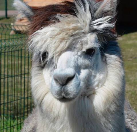 Mini Zoo Farma Jantar