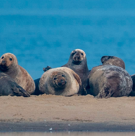Seal Cruises from the Vistula mouth