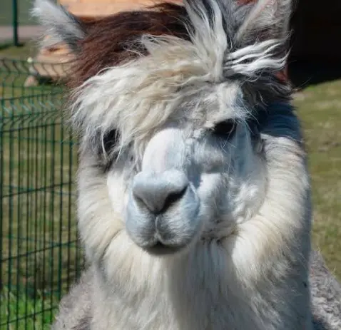 Mini Zoo Farma Jantar